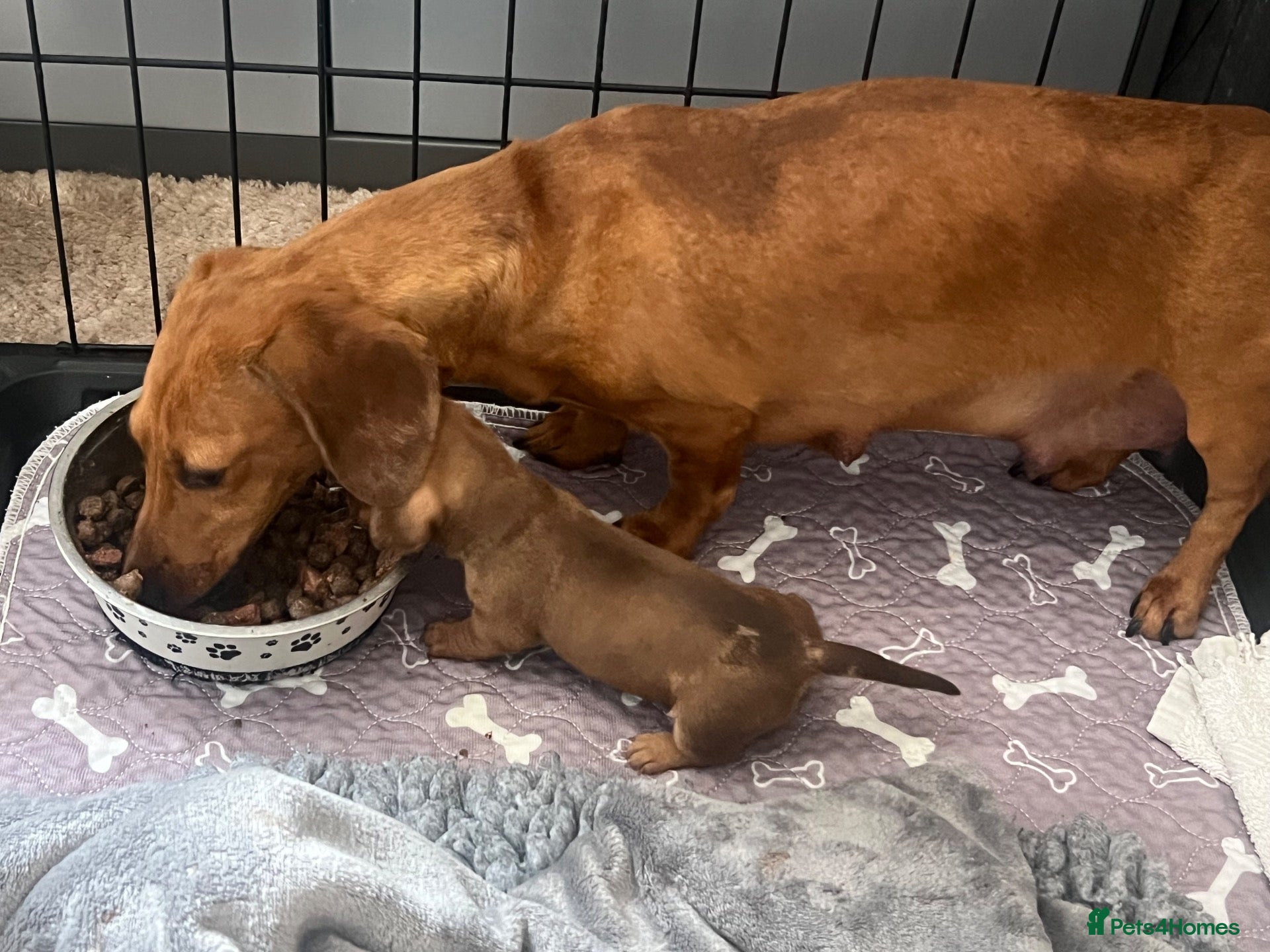 Miniature Dachshund dogs Kc Reg smooth miniature dachunds  - Advert 7