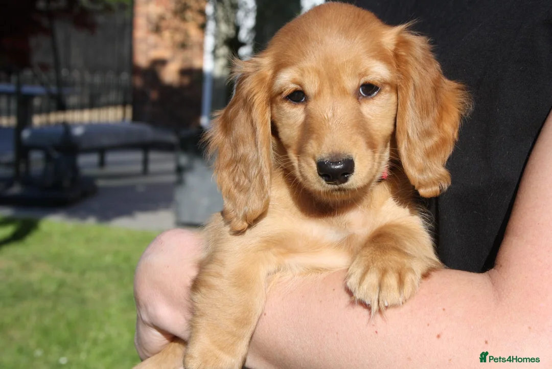 Miniature Dachshund dogs for sale: READYNOW KC cream L/H Health tested Mini Dachshund - Advert 1