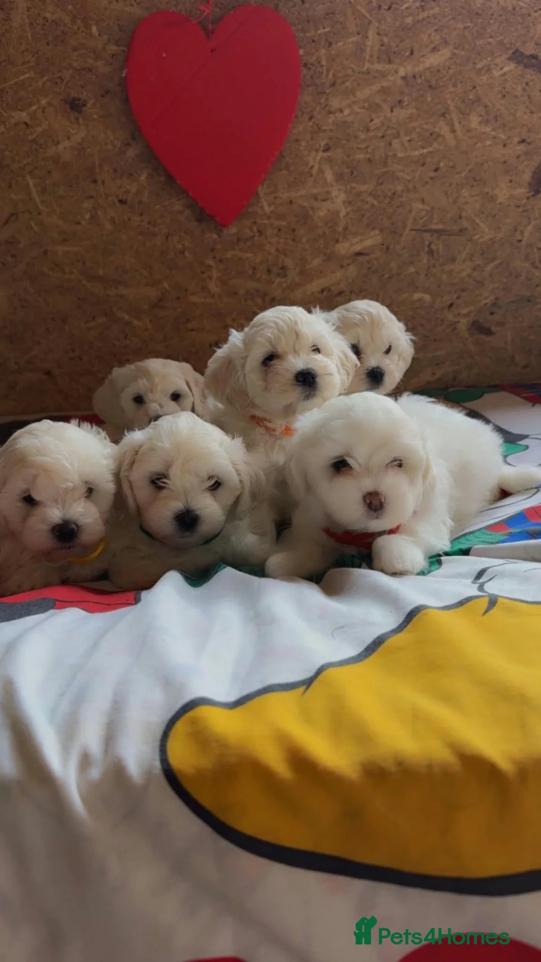 Bichon Frise dogs for sale: Beautiful Bichon Frise Puppies – 3 Boys & 3 Girls - Advert 1