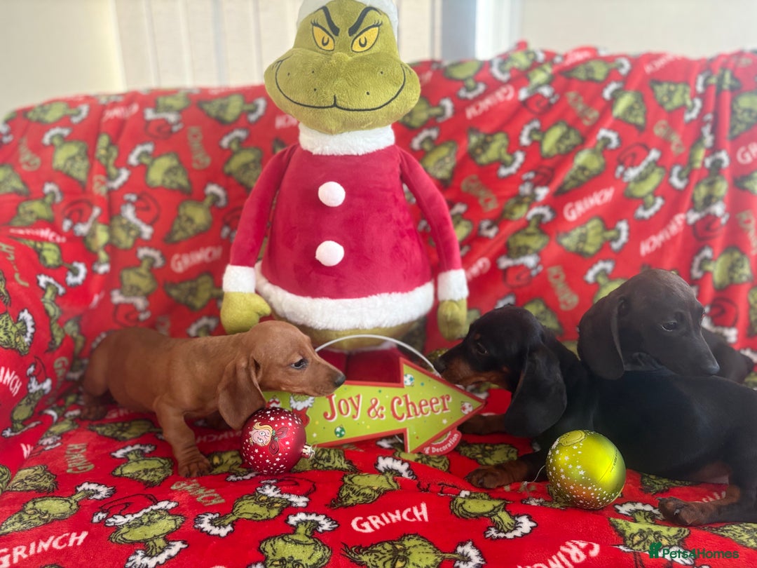 Miniature Dachshund dogs for sale: Beautiful babies ready for there5⭐️ home - Advert 2