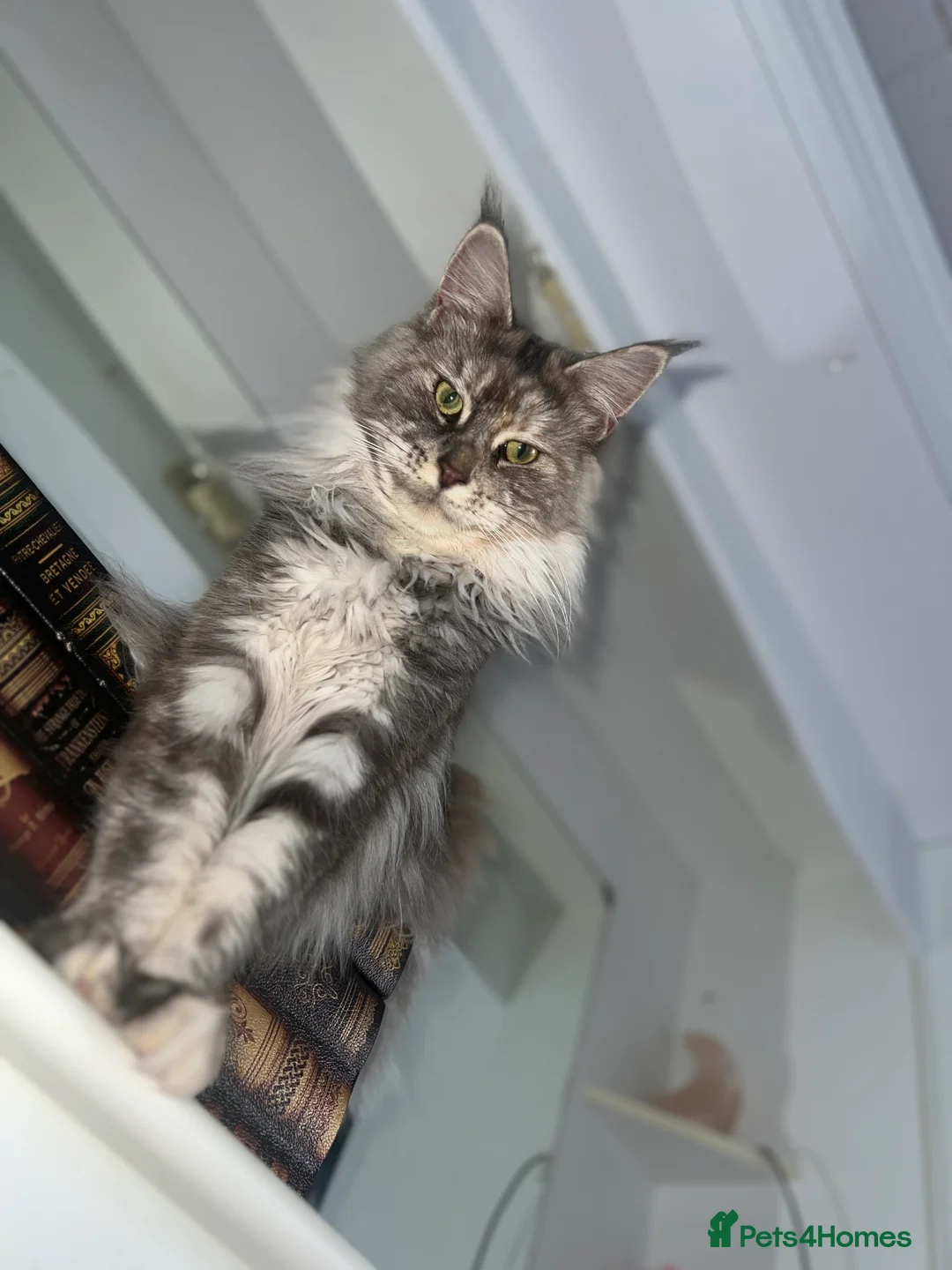 Maine Coon cats for sale: Tortie maine coon female TICA registered available - Advert 13