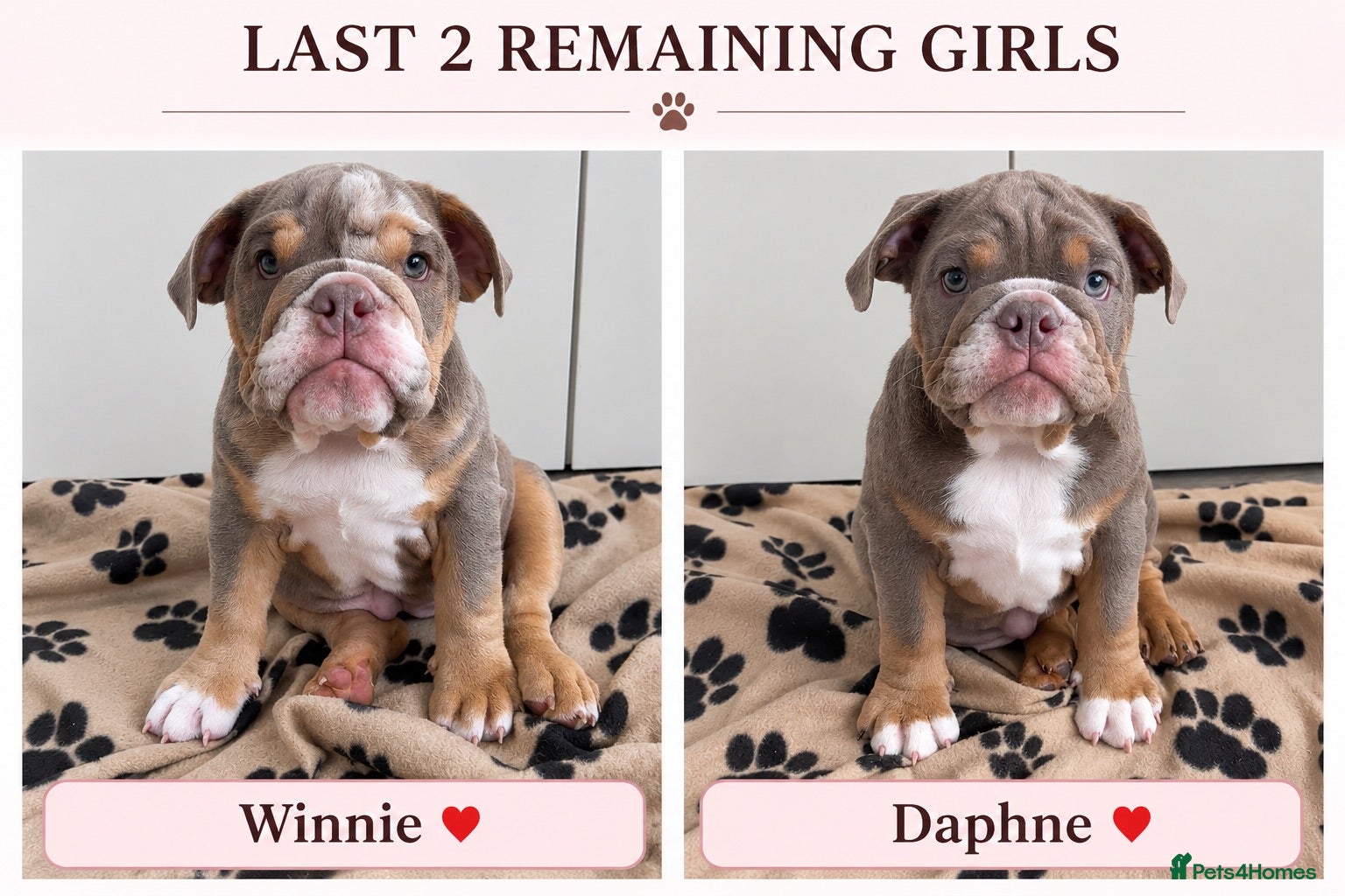 English Bulldog dogs *REDUCED READY TO GO NOW* English Bulldog Puppies  - Advert 1