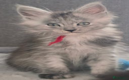 Maine Coon cats for sale: Maine Coon Kittens - Image 11