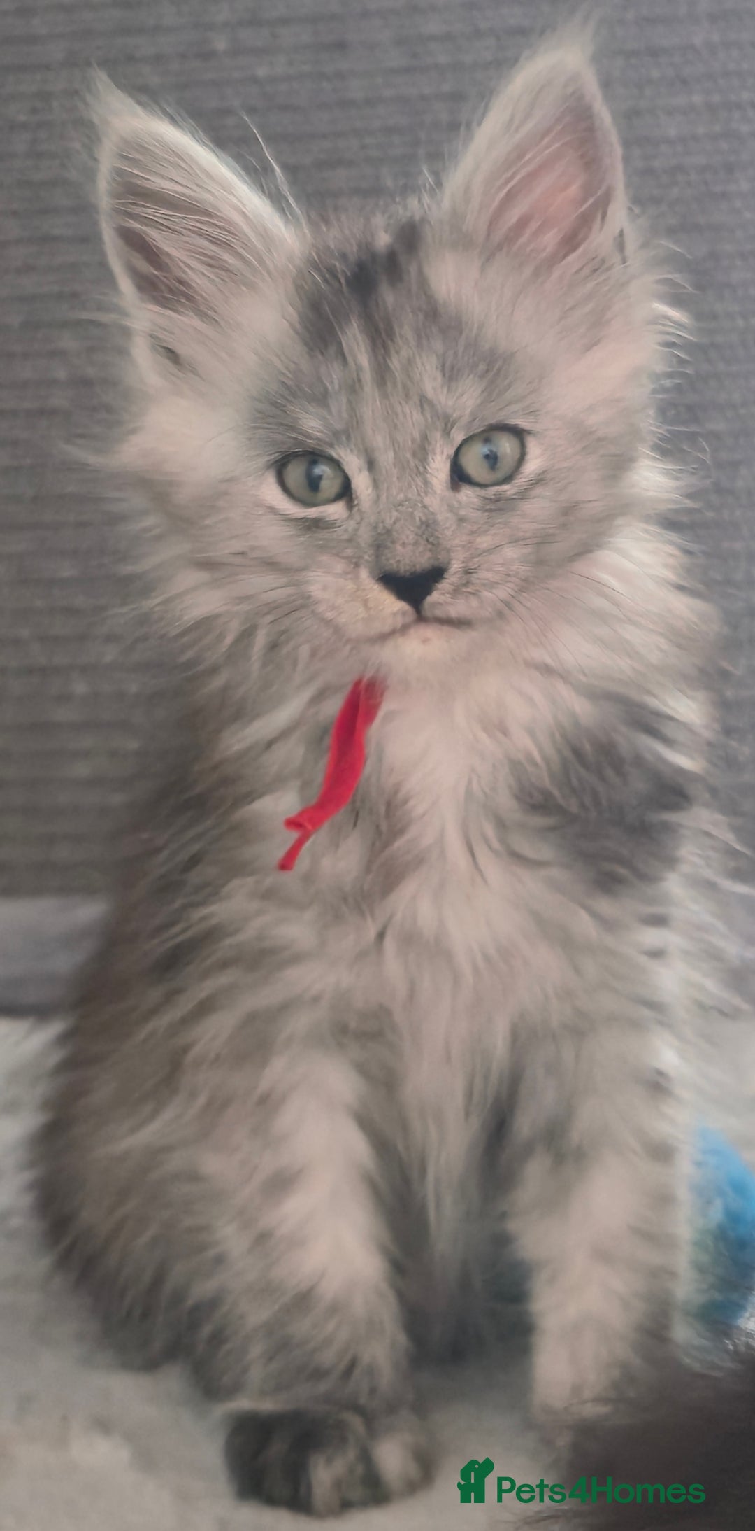 Maine Coon cats for sale: Maine Coon Kittens - Image 11