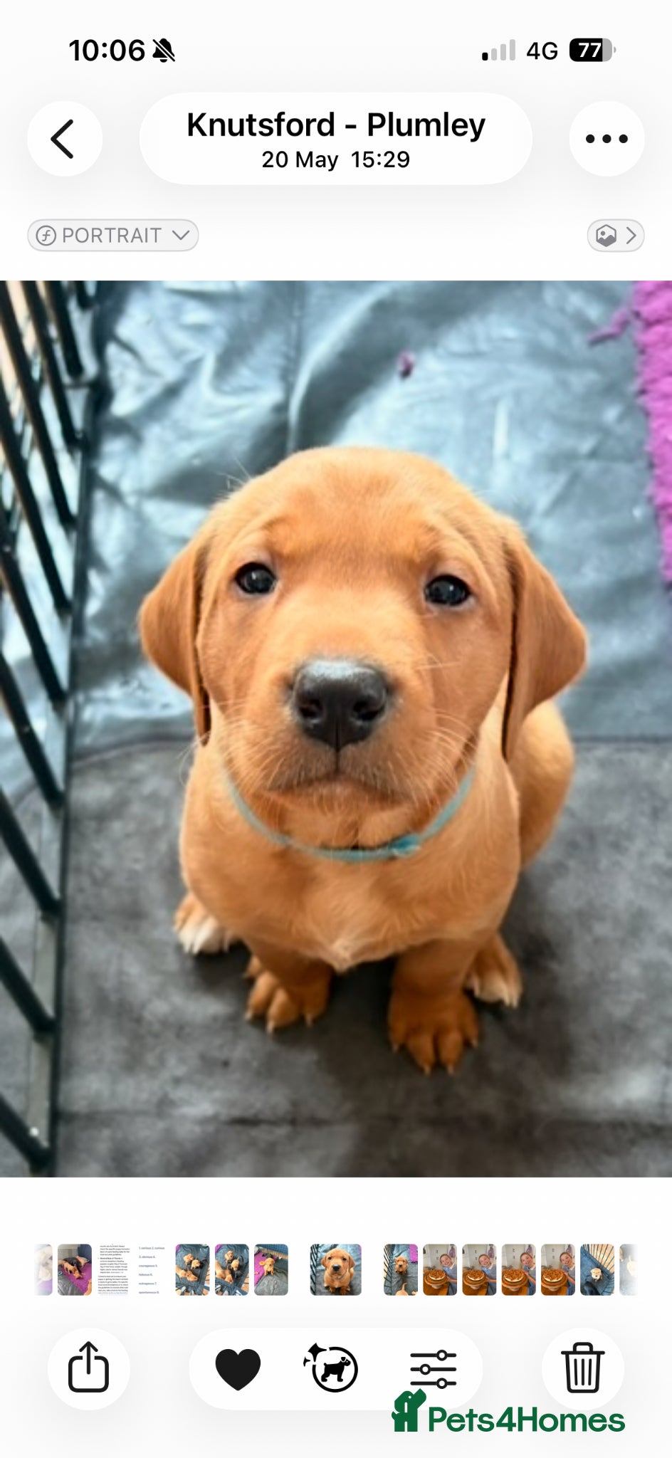 Labrador Retriever dogs for sale: Stunning KC registered working lab puppies  - Advert 3
