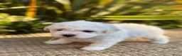 Bichon Frise dogs for sale: ☁️ Little Clouds Looking for Their Forever Home ☁️ - Advert 13