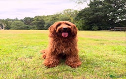 Australian Labradoodle dogs for sale: Superior Australian Labradoodles Due October - Image 7