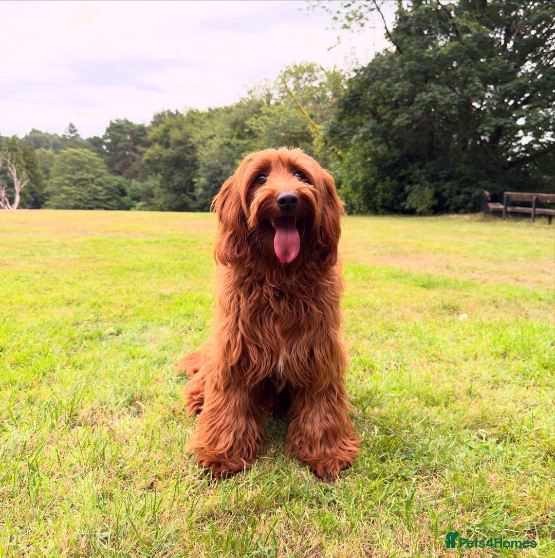 Australian Labradoodle dogs for sale: Superior Australian Labradoodles Due October - Image 7