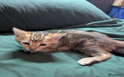Mixed Breed cats for sale: Have two male and 2 female kittens   - Image 12
