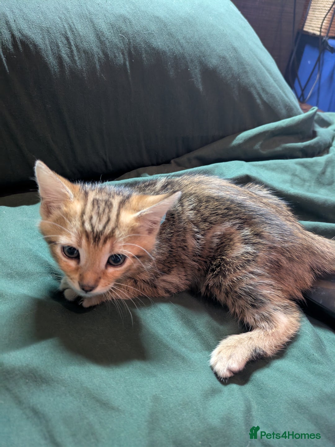 Mixed Breed cats for sale: Have two male and 2 female kittens   - Image 12