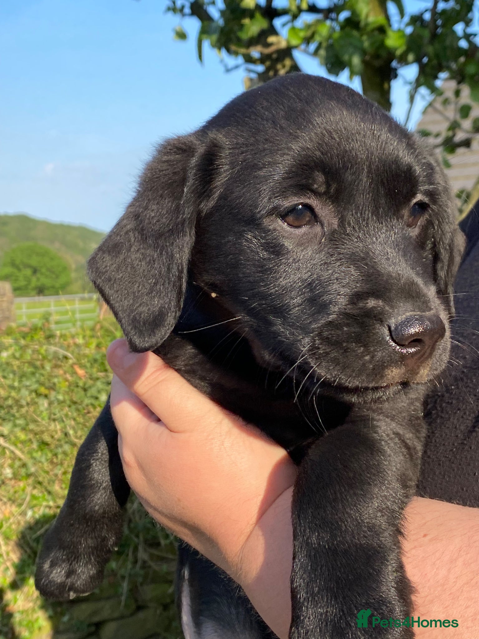 Labrador Retriever dogs Last one ready to go KC reg black dog  - Advert 2
