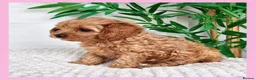 Cavapoo dogs for sale: Gorgeous cavapoo puppies from DNA tested parents - Advert 30