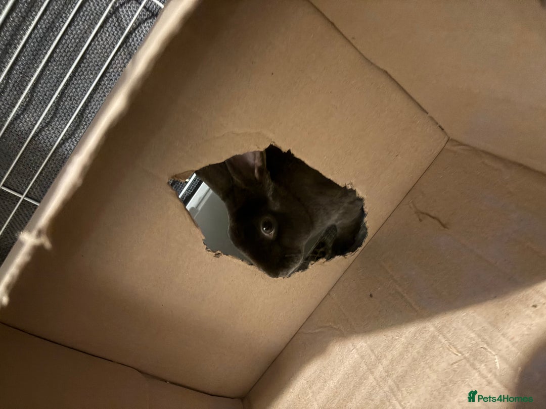 Netherland Dwarf rabbits for sale: Netherland dwarf rabbits  - Image 2