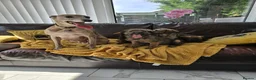 Mixed Breed dogs for sale: Bedlington x whippet pups in Durham - Advert 6
