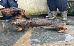 Dachshund dogs for sale: 2 left! standard dachshund puppies ready now! - Image 21