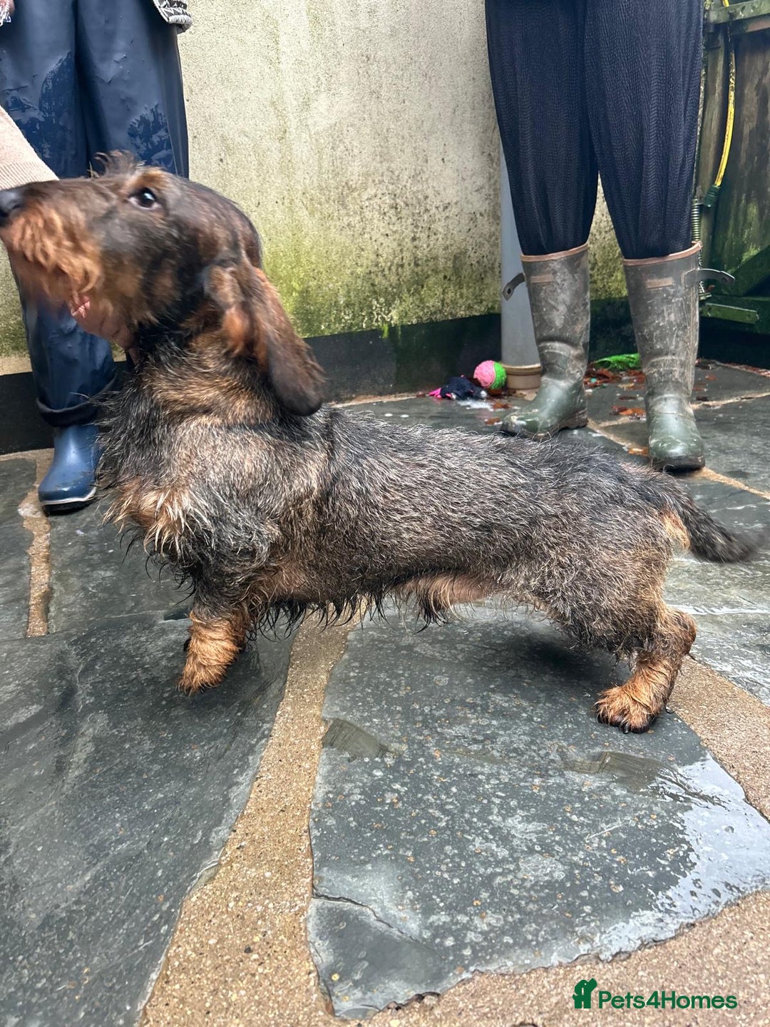 Dachshund dogs for sale: 2 left! standard dachshund puppies ready now! - Image 21