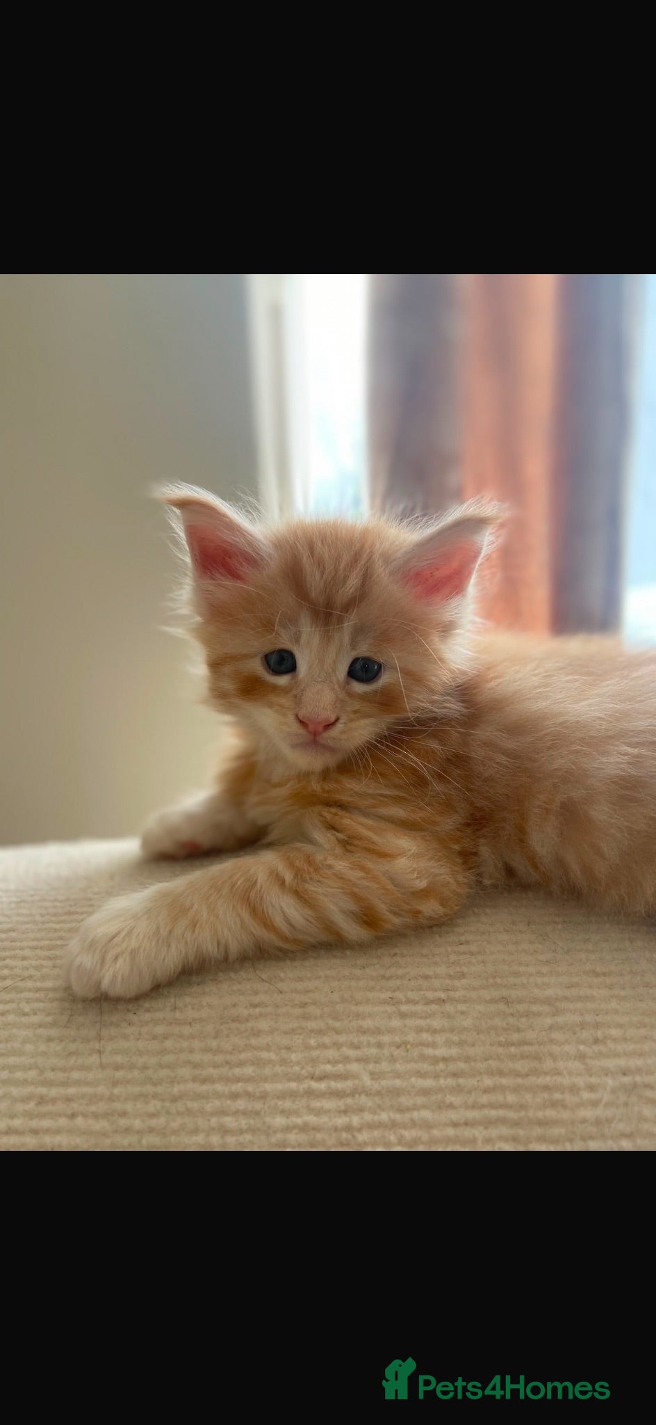 Maine Coon cats     ✨TICA Maine Coon Kittens | Licensed Breeder✨ - Advert 2