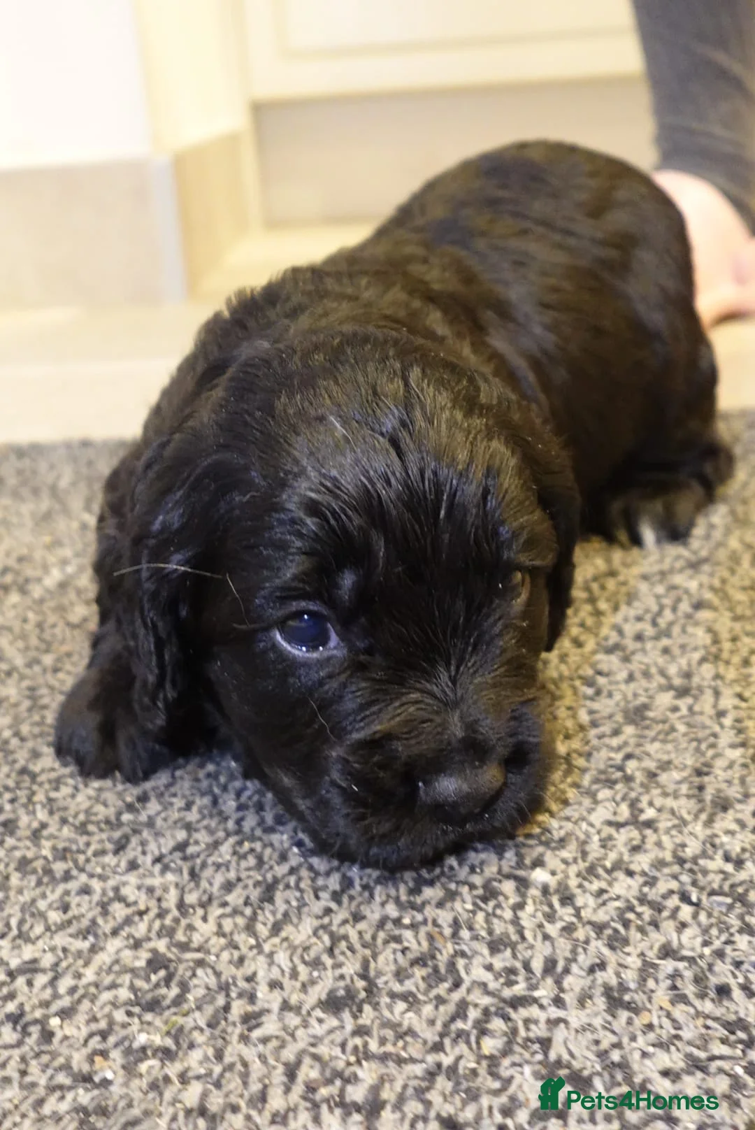 Cocker Spaniel dogs for sale: Working cocker spaniel pups for sale  in Billingham - Advert 4