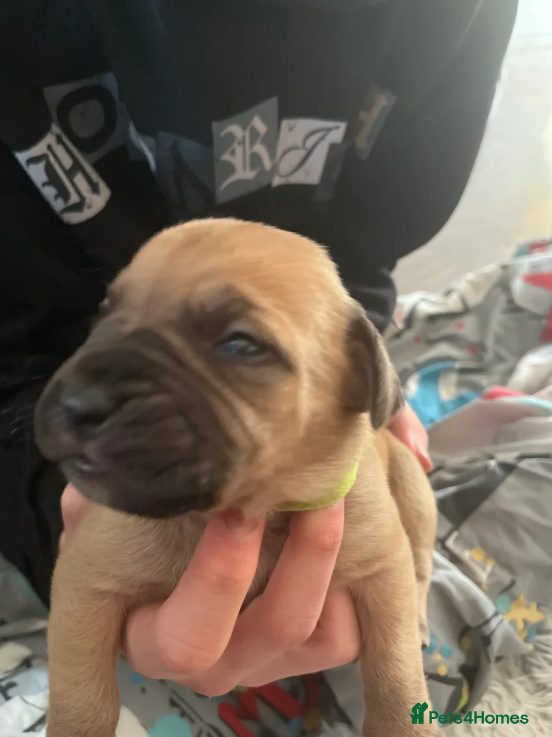 Dogue De Bordeaux dogs for sale: Dogue de Bordeaux puppies - Advert 17