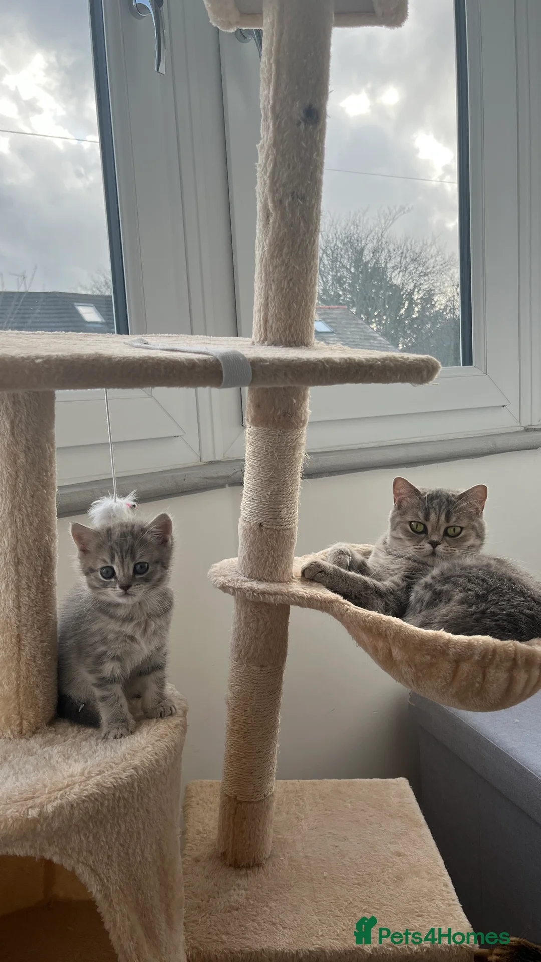 Scottish Fold cats for sale: Lovely kitten - Advert 2