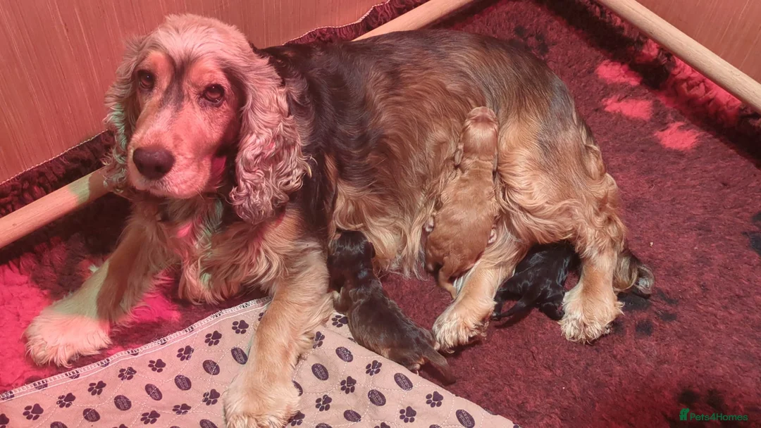 Cocker Spaniel dogs for sale: Three Amigos-3 very special cocker spaniel puppies in Otley - Advert 1