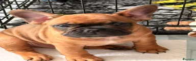 French Bulldog 1