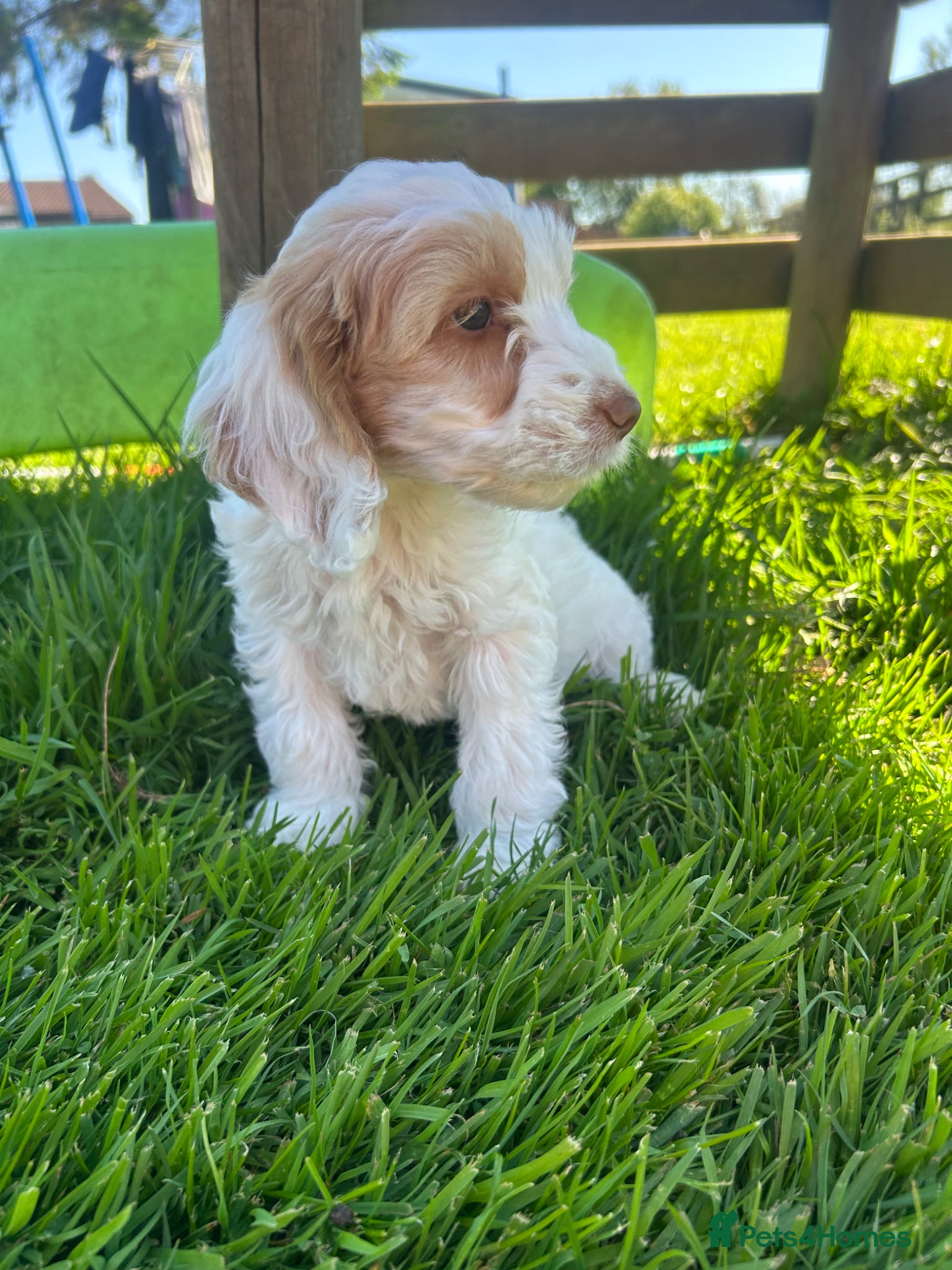 Cockapoo dogs Cockerpoo Puppies - Advert 4