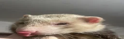 Ferret rodents for sale: Cute hob ferret for sale  - Advert 2
