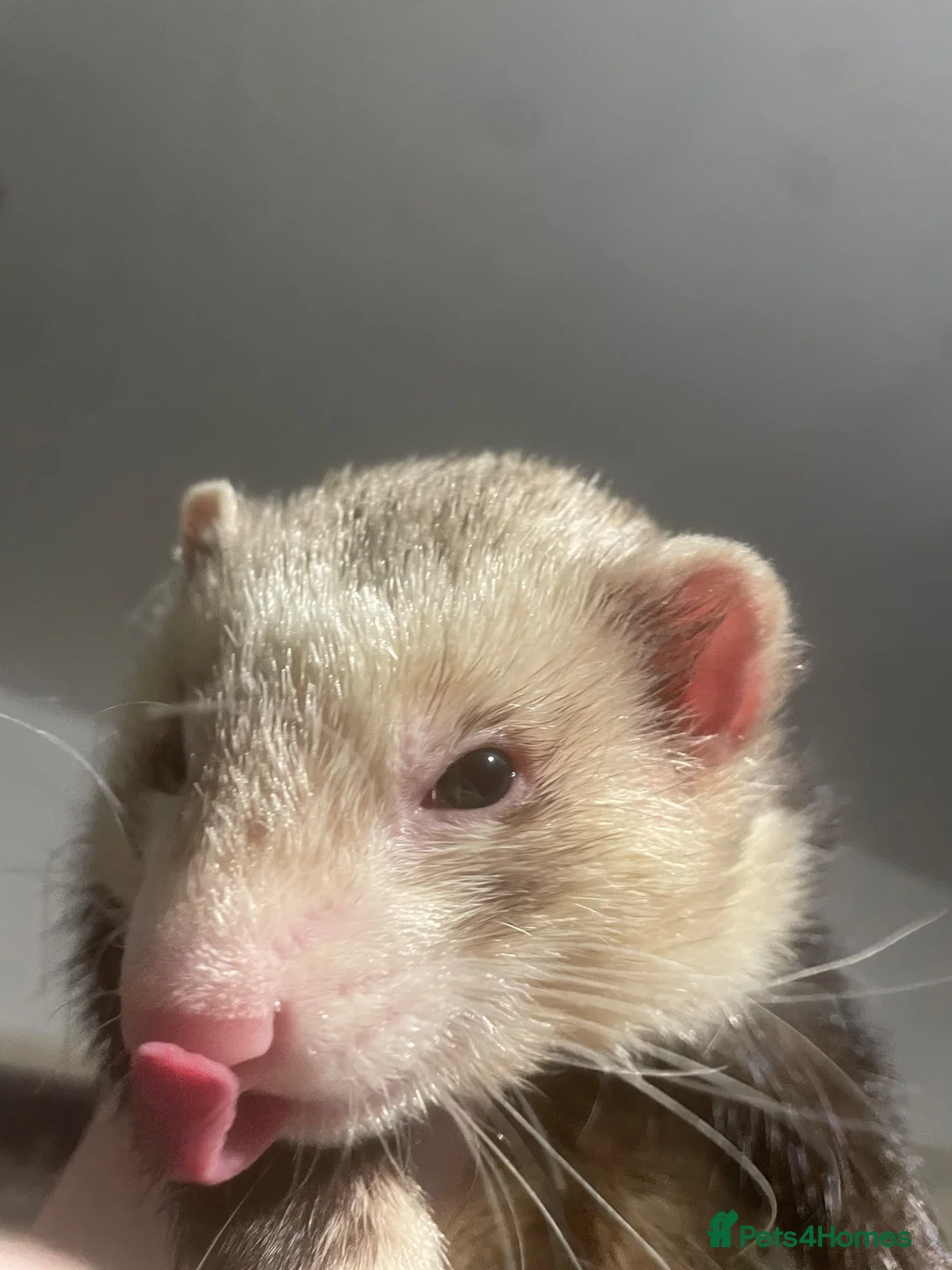Ferret rodents for sale: Cute hob ferret for sale  - Advert 2