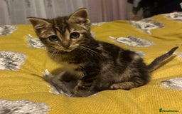 Mixed Breed cats for sale: Kitten looking for a loving home.  - Advert 6