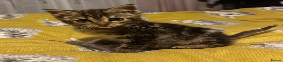 Mixed Breed Kitten 1