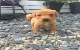 Labrador Retriever dogs for sale: Fox Red pedigree Labradors in Pwllheli - Image 1