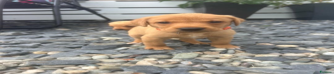 Labrador Retriever Puppy 6