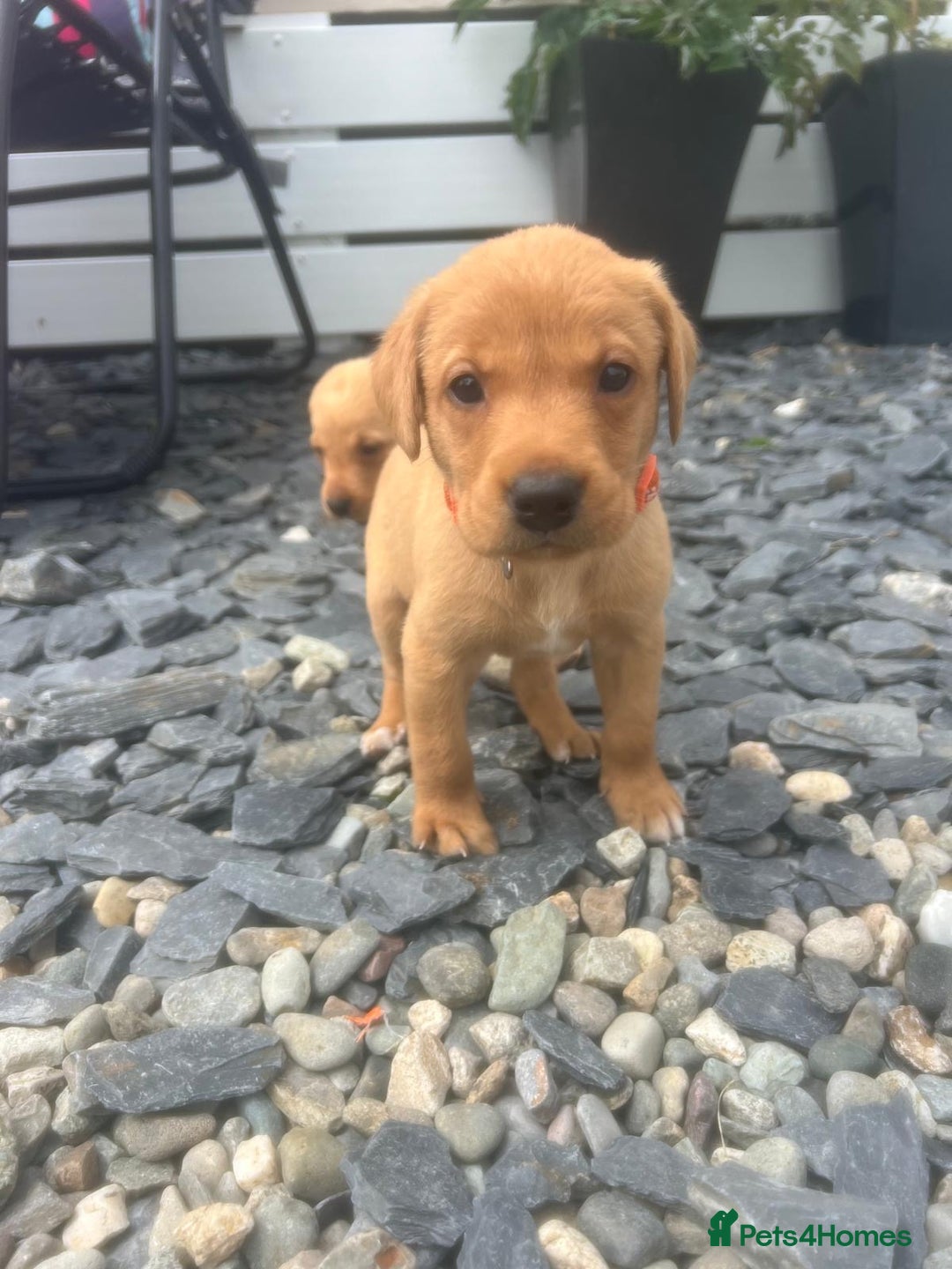 Labrador Retriever dogs for sale: Fox Red pedigree Labradors in Pwllheli - Image 1