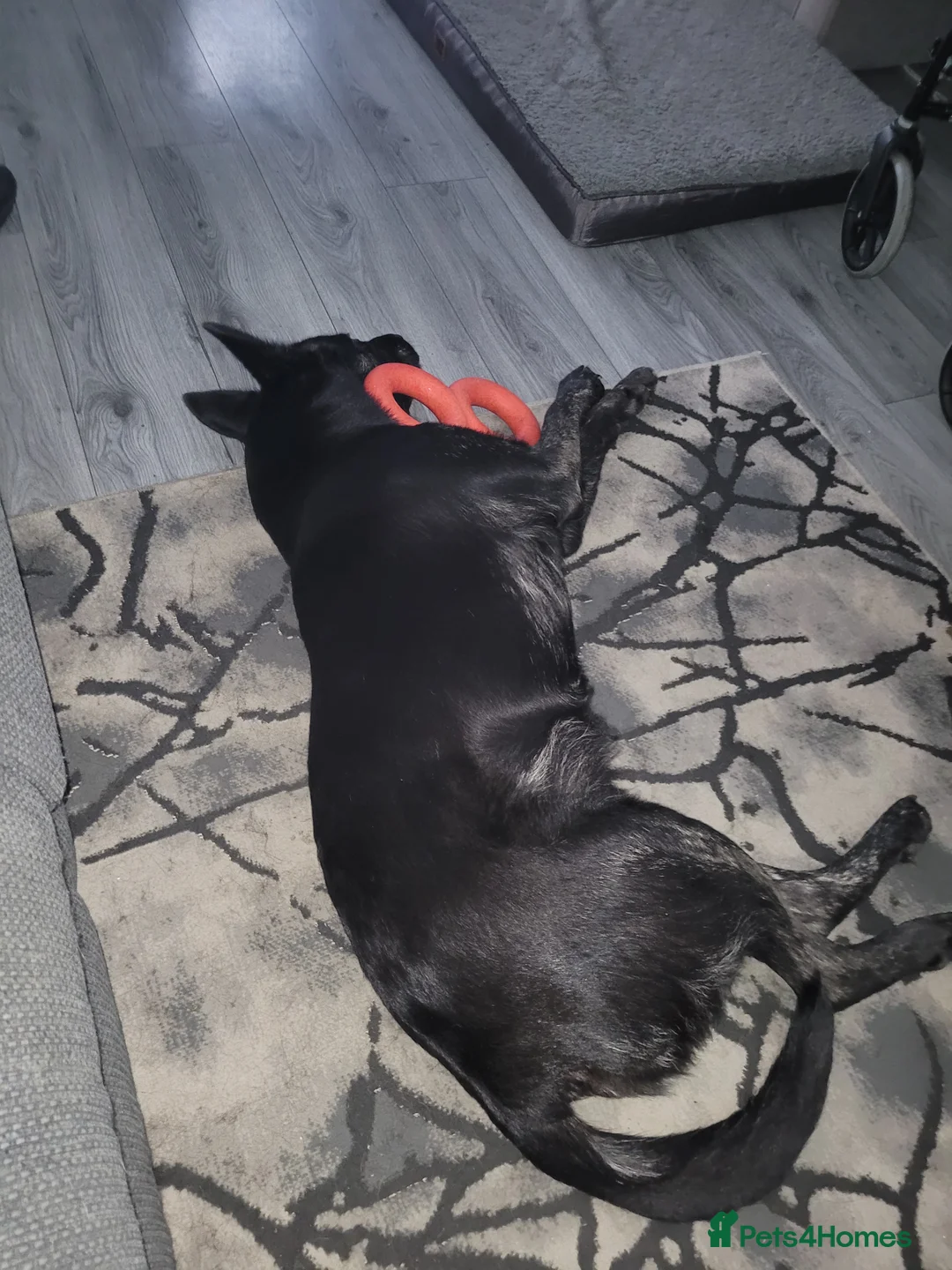 Mixed Breed dogs for sale: Dog for sale - Advert 2