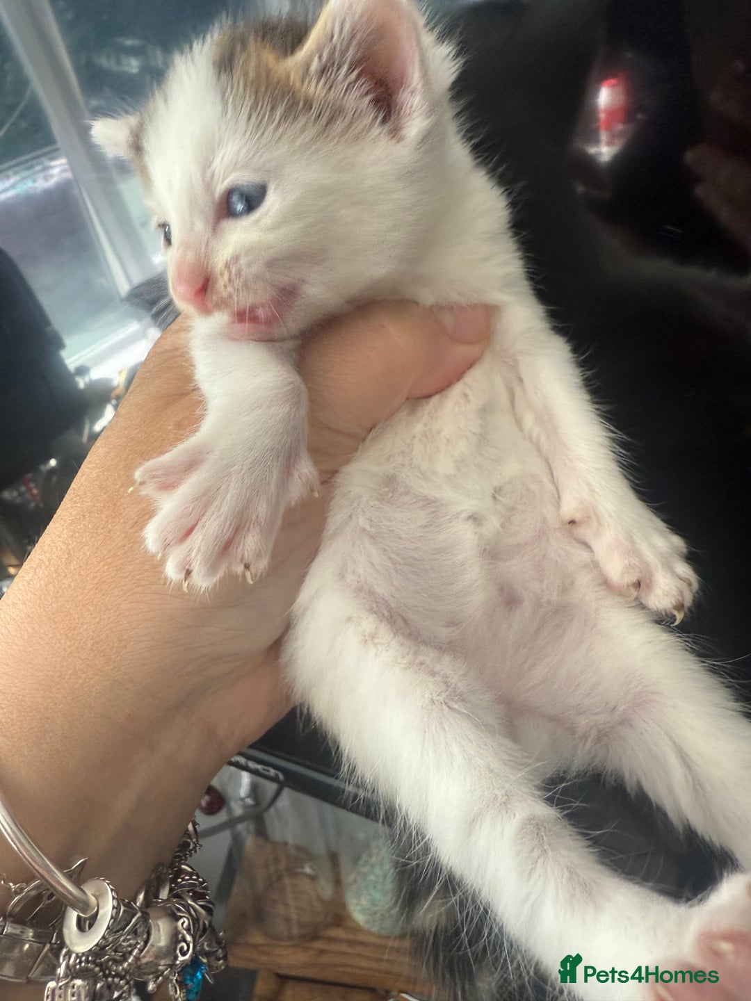British Shorthair cats for sale: ** Cute 1 x boy and 1 x girl kitten available  - Image 5