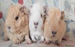 Guinea Pig rodents for sale: BABY GUINEA PIGS AVAILABLE HEREFORDSHIRE  - Image 24