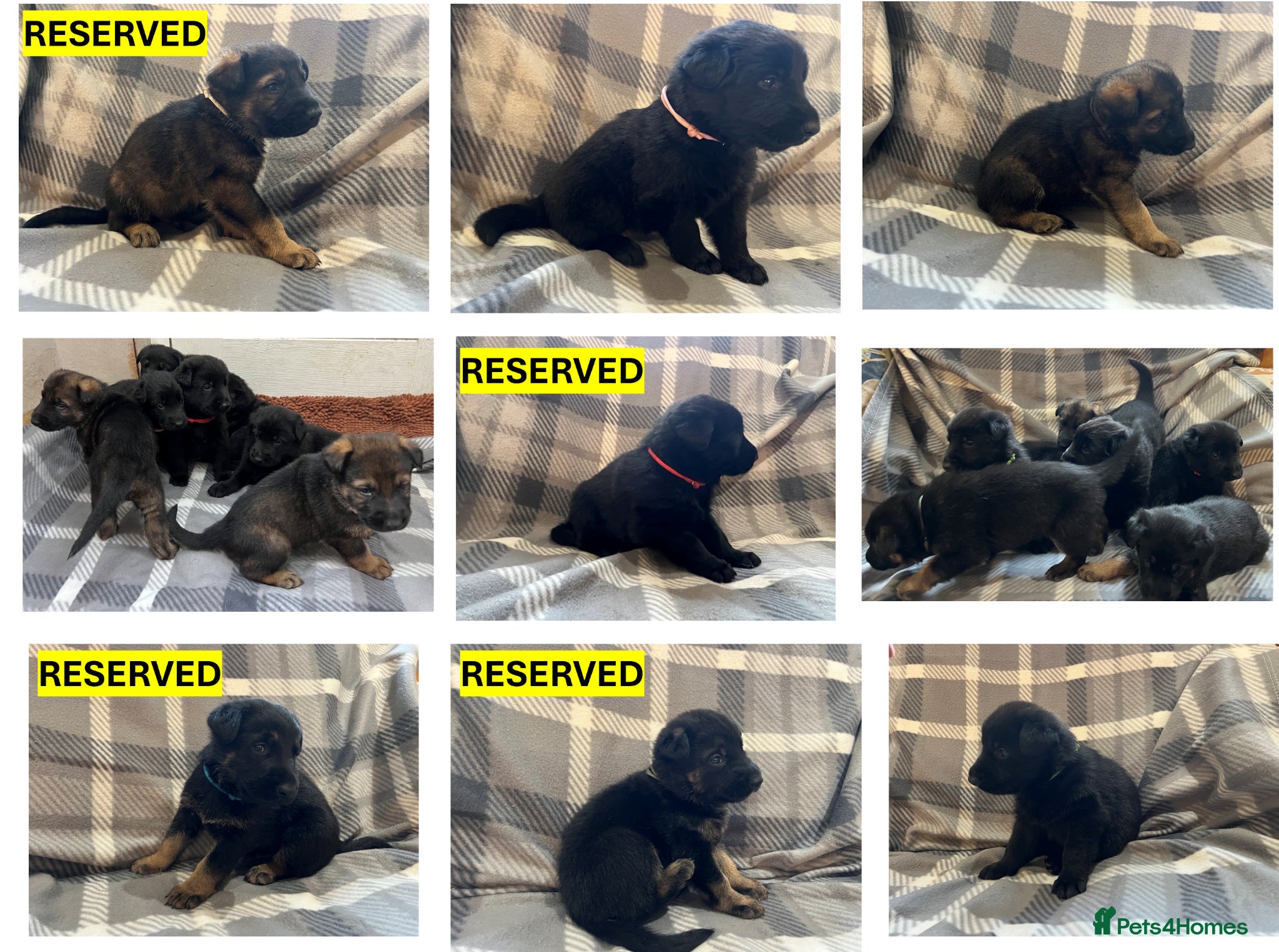 German Shepherd dogs Straight Back w/line German Shepherd puppies - Advert 17