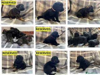 German Shepherd dogs Straight Back w/line German Shepherd puppies - Advert 17