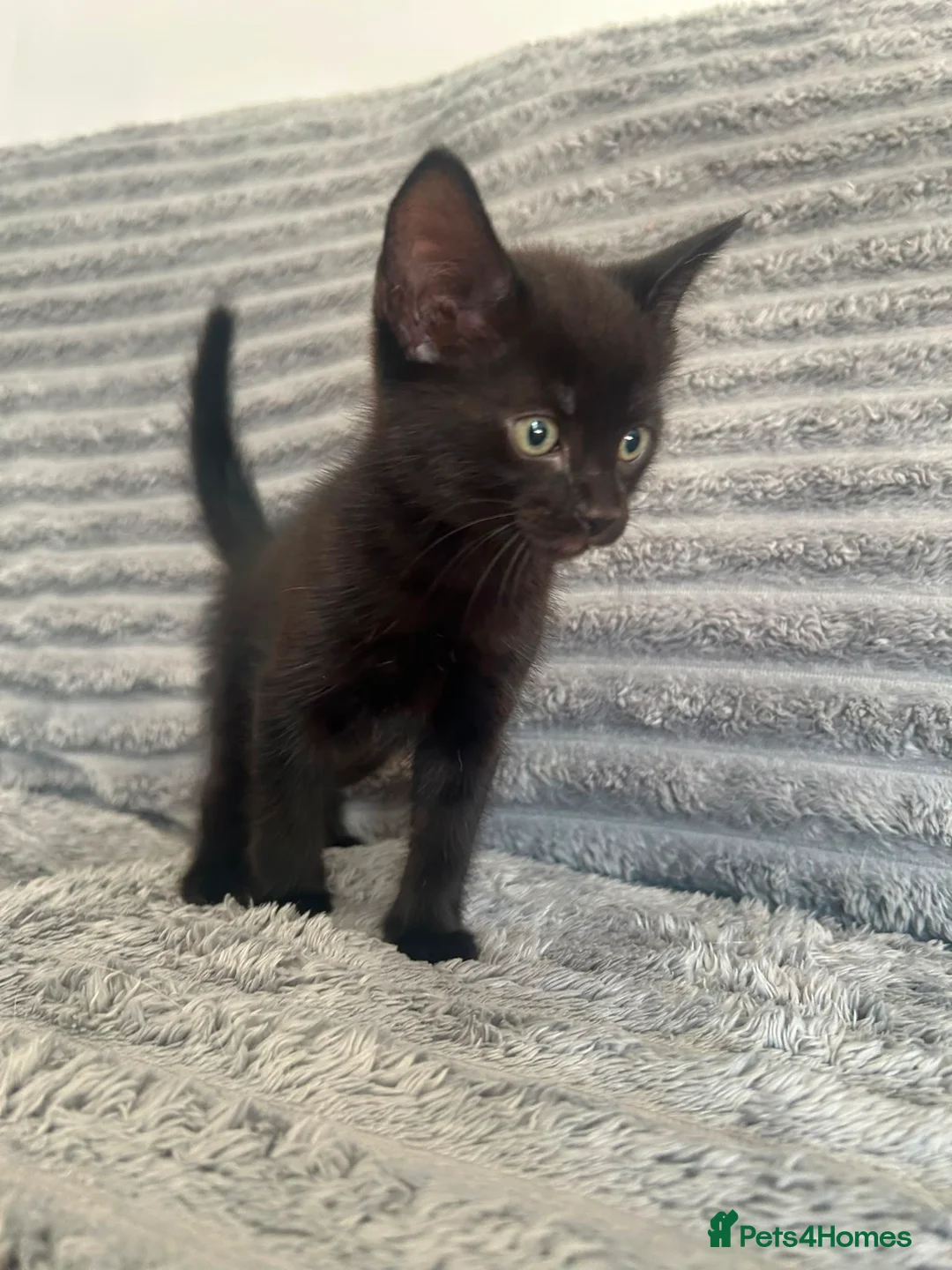Mixed Breed cats for sale: Ready to go! Grey is no longer available  in Winchester - Advert 2
