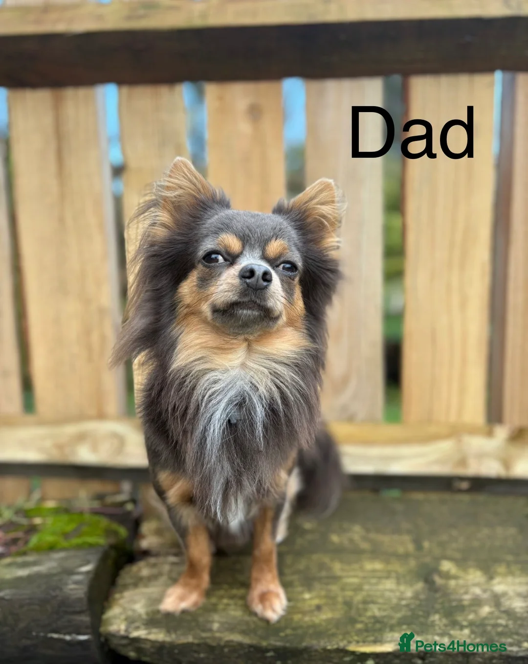 Chihuahua dogs for sale: 5 Chihuahua Puppies Ready 23rd May in Bournemouth - Advert 2