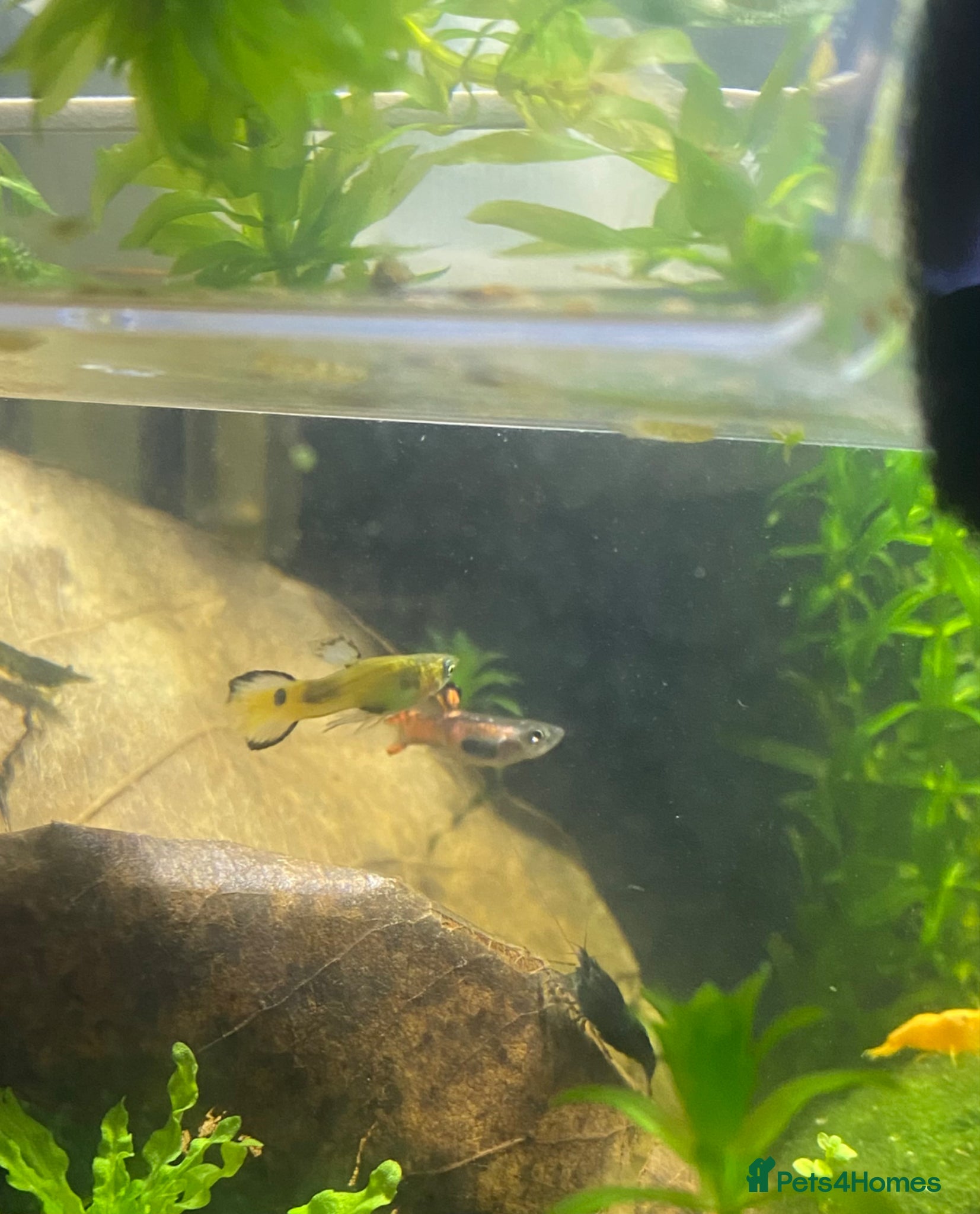 Tetras fish 6 Male Endler Guppies – Healthy Community Fish - Advert 1