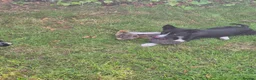 Border Collie dogs for sale: ISDS registered B&W pups, good breeding  - Advert 18