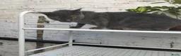 Mixed Breed cats for sale: Adorable kittens for sale BHS - Advert 2
