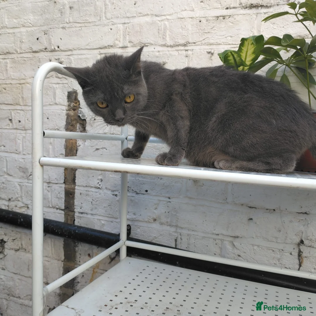 Mixed Breed cats for sale: Adorable kittens for sale BHS - Advert 2