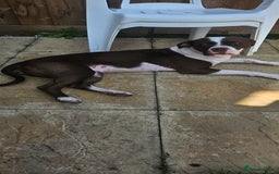 Mixed Breed dogs for sale: Mia needs a good home 😊 - Image 2