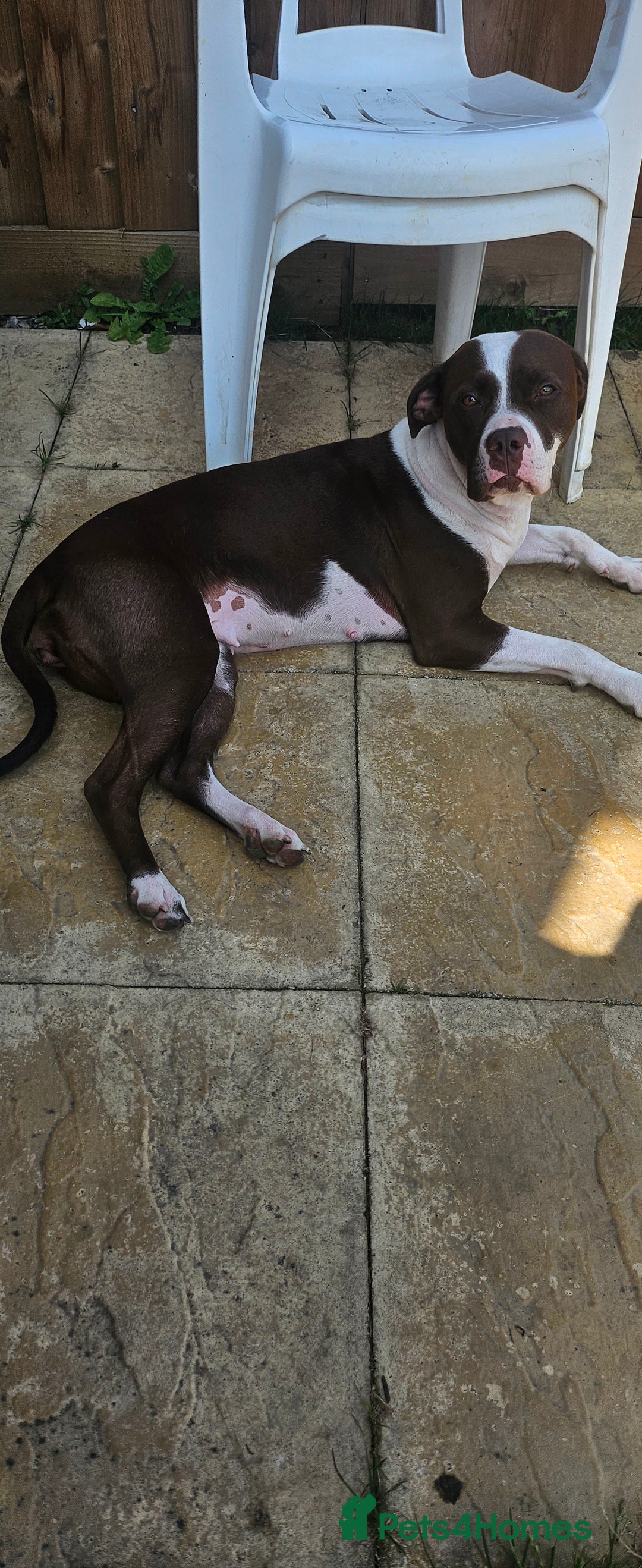 Mixed Breed dogs for sale: Mia needs a good home 😊 - Image 2