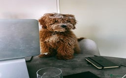 Australian Labradoodle dogs for sale: Aussie Doodle Lottie, 7 Months Old - Image 7