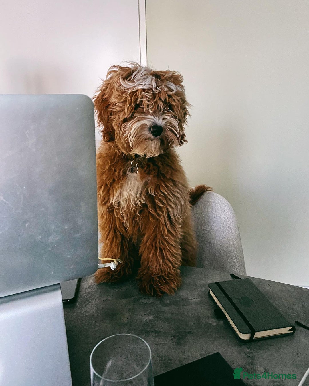 Australian Labradoodle dogs for sale: Aussie Doodle Lottie, 7 Months Old - Image 7