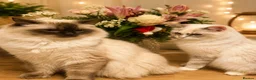Ragdoll cats for sale: Ragdoll kittens GCCF champion breed show quality  - Advert 5